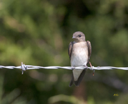 Northern Rough winged Swallow 9318